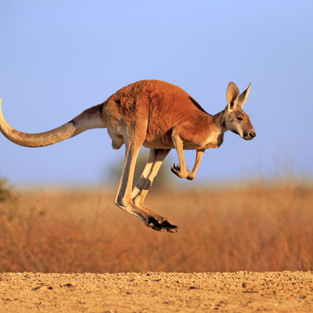 Pic Of A Kangaroo - KibrisPDR