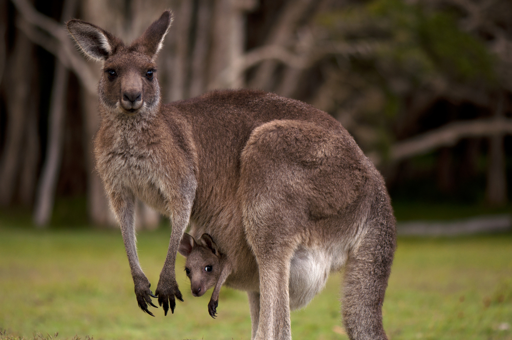 Detail Pic Of A Kangaroo Nomer 14