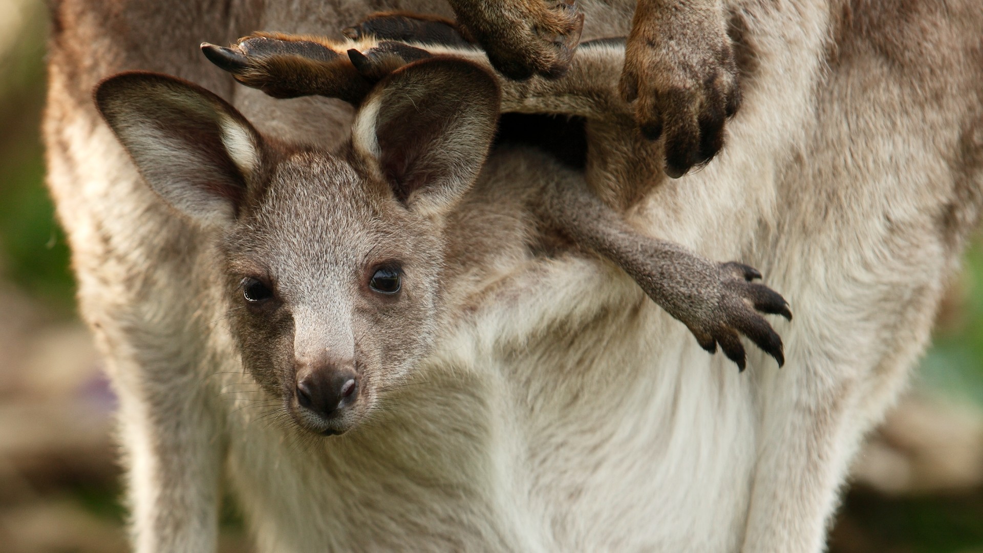 Detail Pic Of A Kangaroo Nomer 22