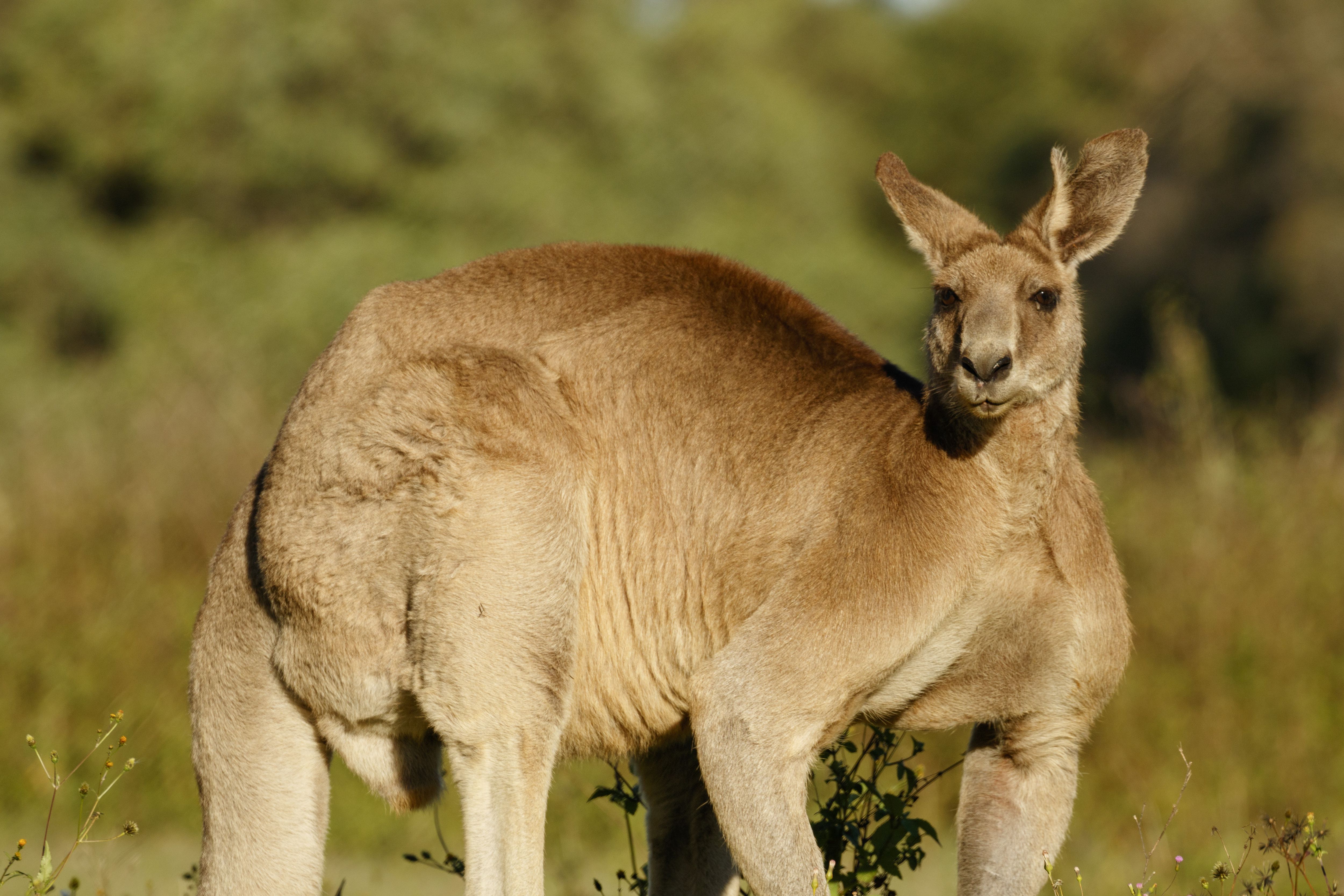 Detail Pic Of A Kangaroo Nomer 29