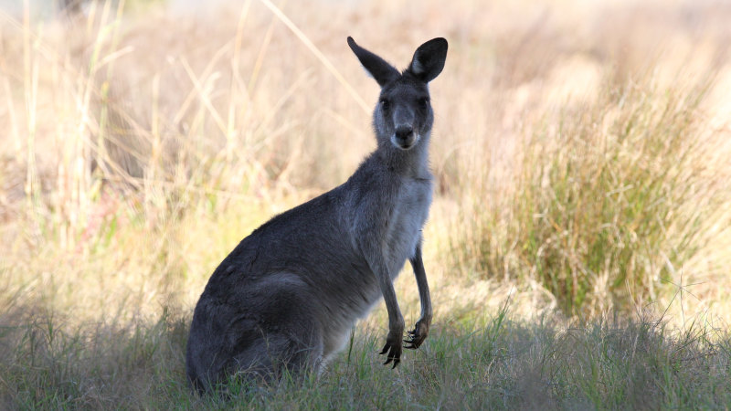 Detail Pic Of A Kangaroo Nomer 31