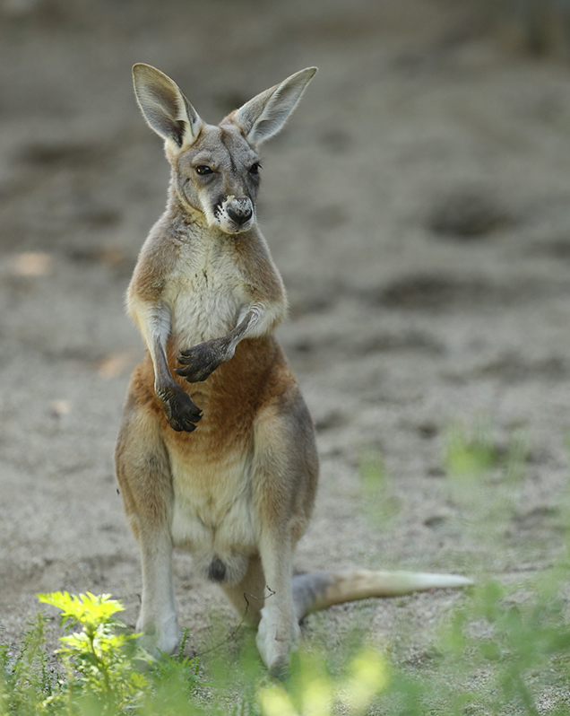 Detail Pic Of A Kangaroo Nomer 32