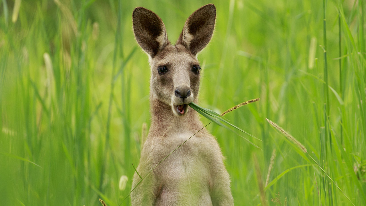 Detail Pic Of A Kangaroo Nomer 45