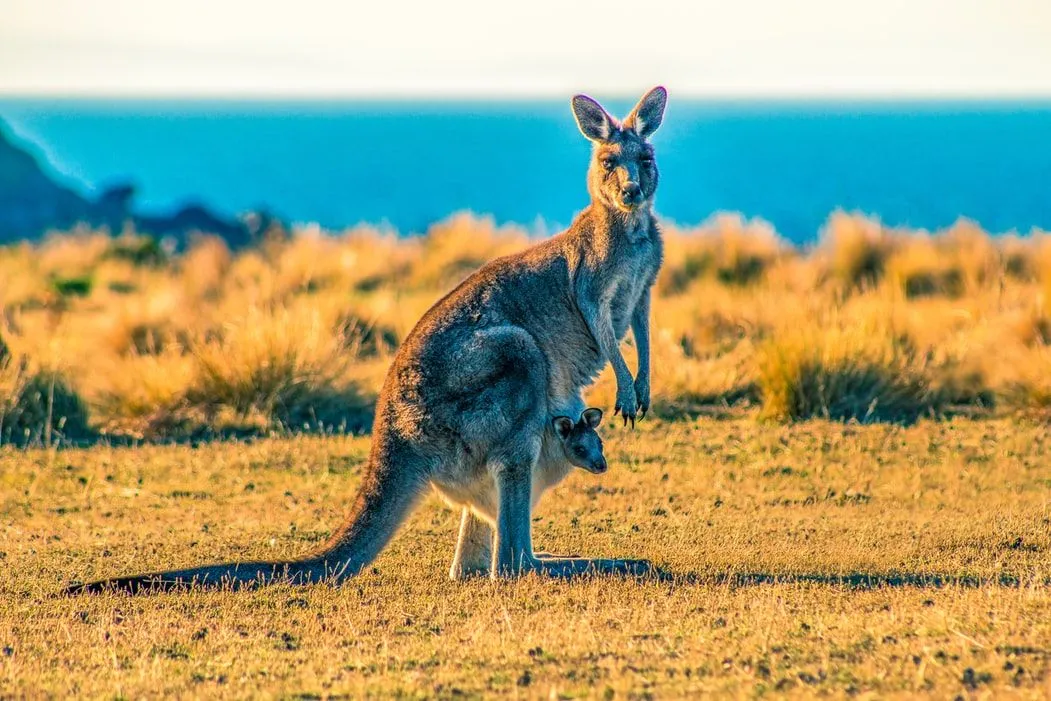 Detail Pic Of A Kangaroo Nomer 51