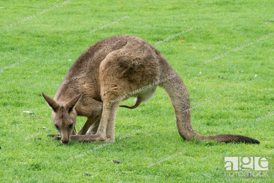 Detail Pic Of A Kangaroo Nomer 54