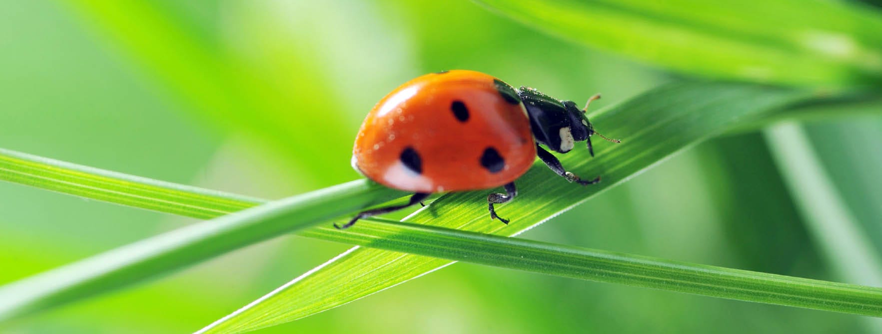 Detail Pic Of A Ladybug Nomer 14