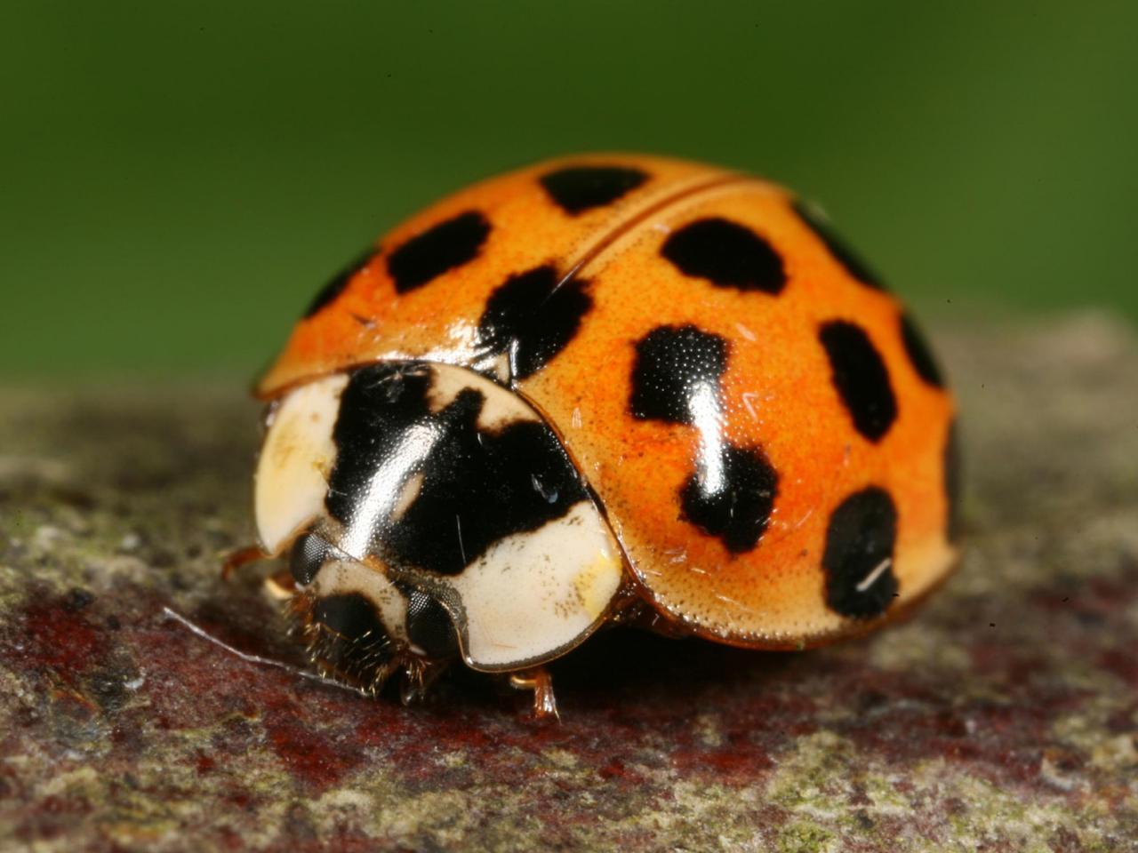 Detail Pic Of A Ladybug Nomer 46