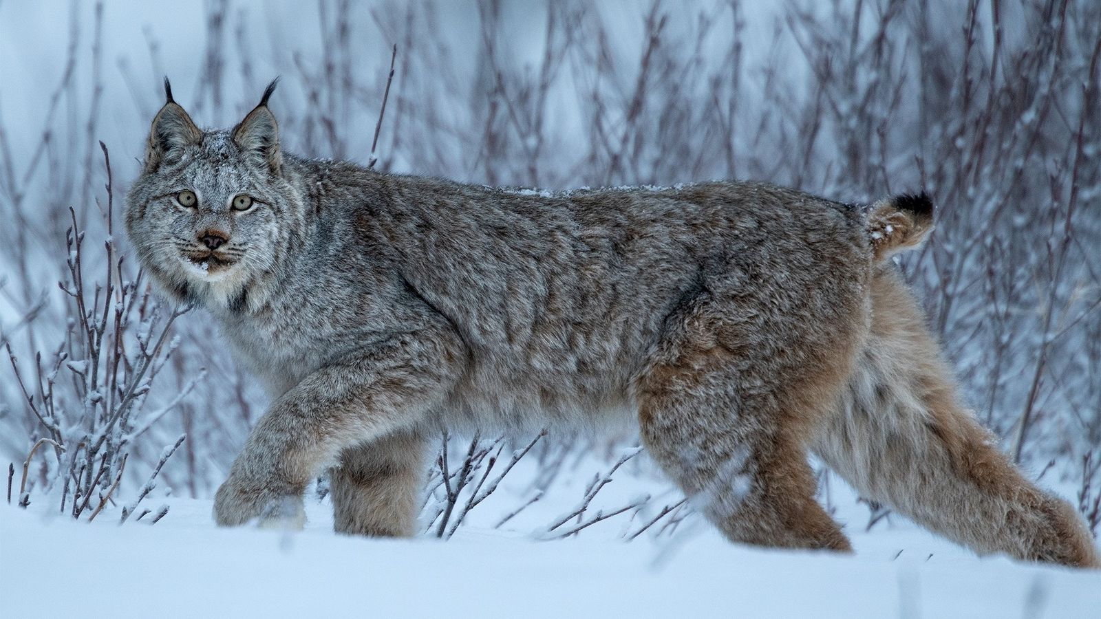Pic Of A Lynx - KibrisPDR