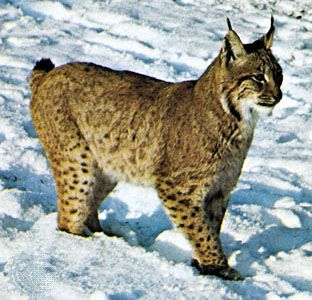 Detail Pic Of A Lynx Nomer 11