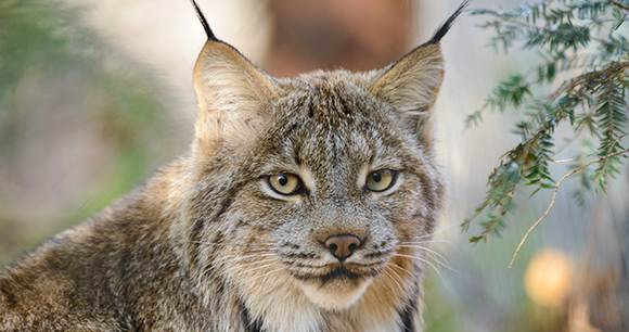 Detail Pic Of A Lynx Nomer 12