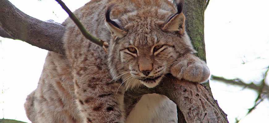 Detail Pic Of A Lynx Nomer 20