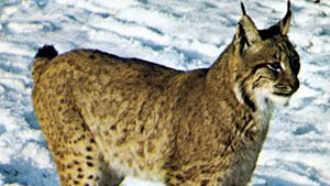 Detail Pic Of A Lynx Nomer 47