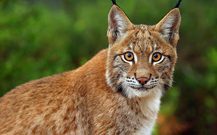 Detail Pic Of A Lynx Nomer 6