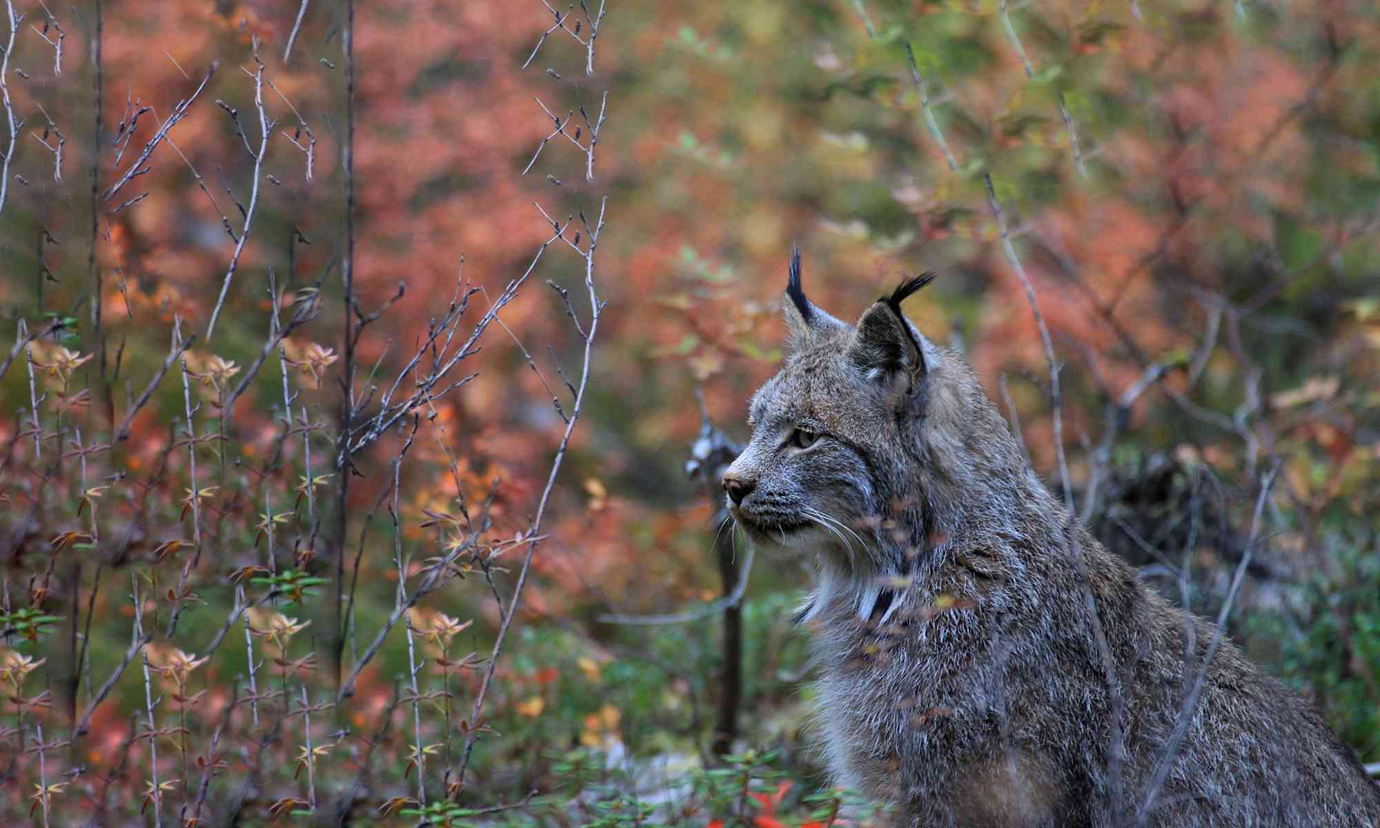 Detail Pic Of A Lynx Nomer 54