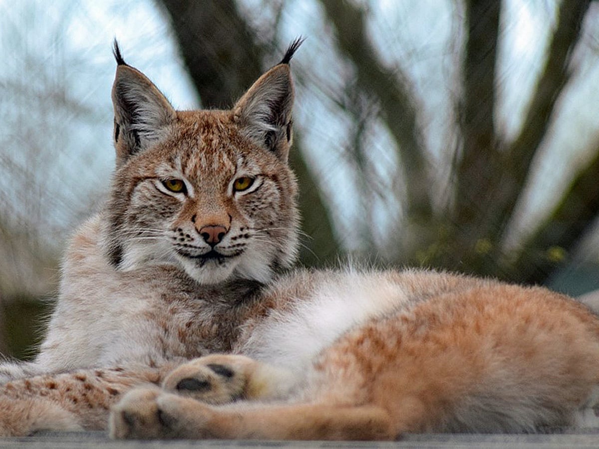 Detail Pic Of A Lynx Nomer 7