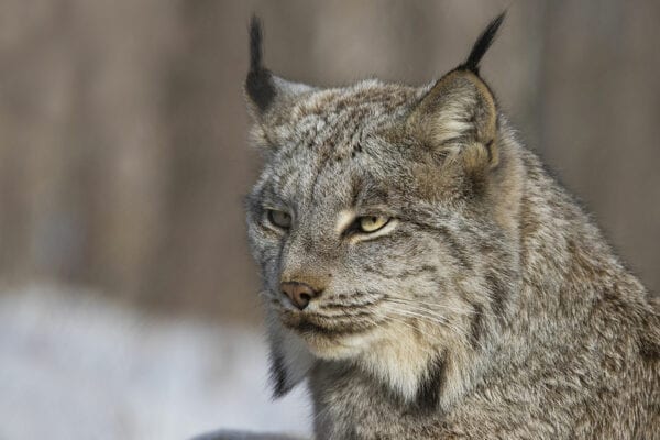 Detail Pic Of A Lynx Nomer 8