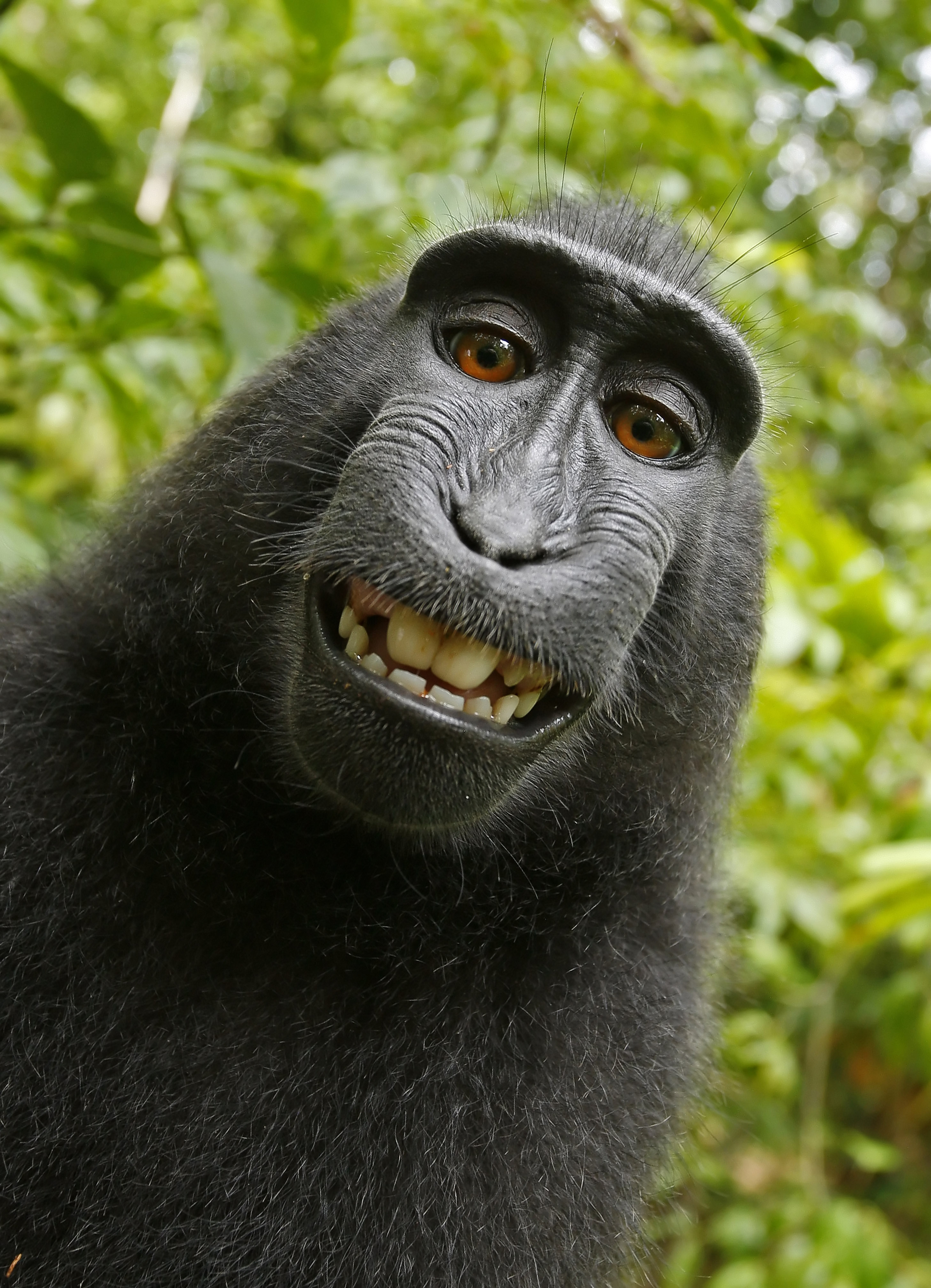 Pic Of A Monkey - KibrisPDR