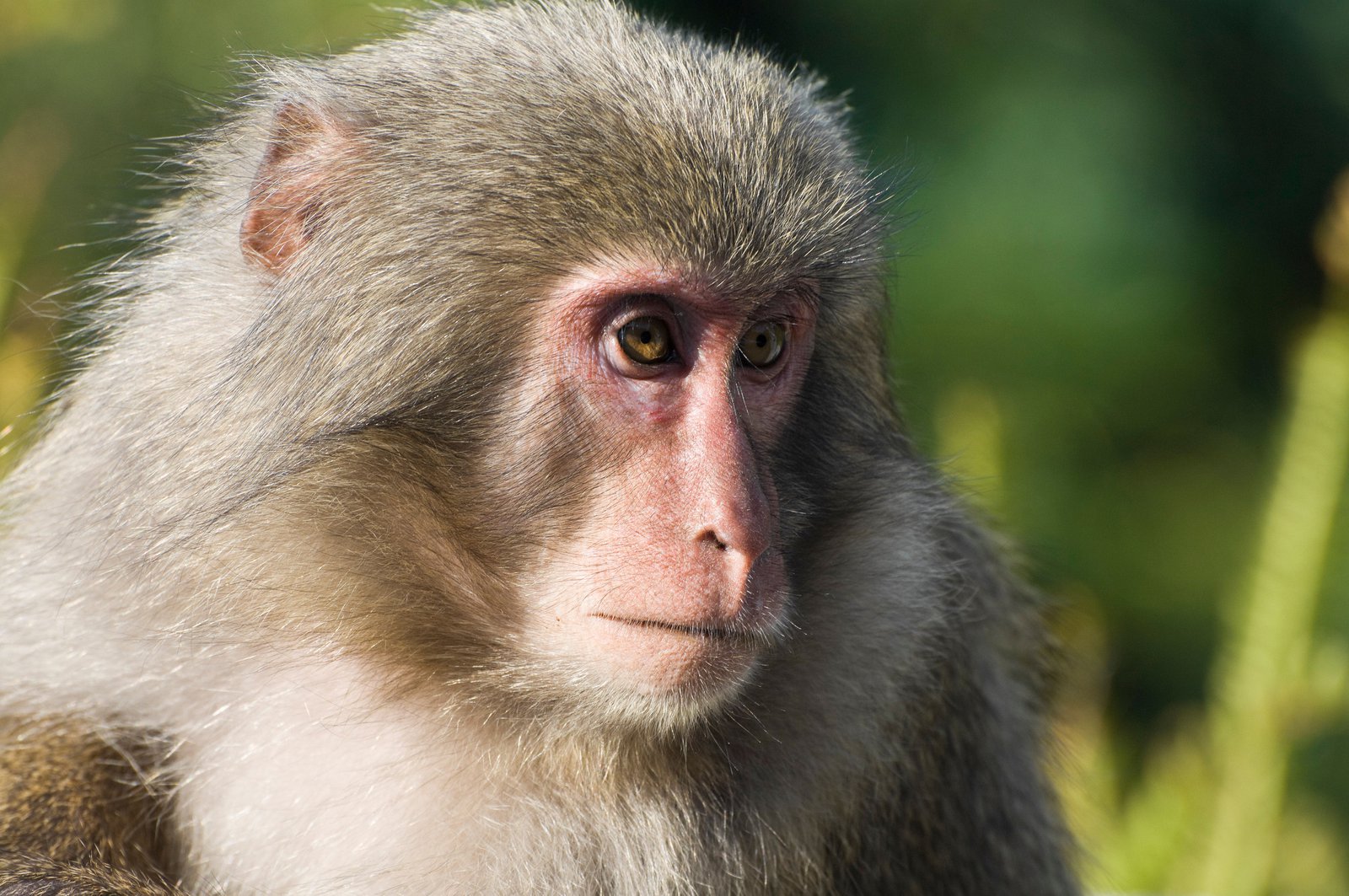Detail Pic Of A Monkey Nomer 9