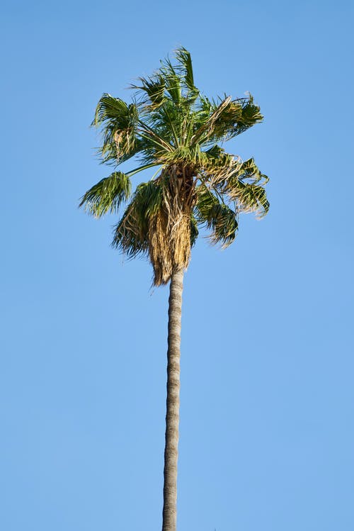 Detail Pic Of A Palm Tree Nomer 2
