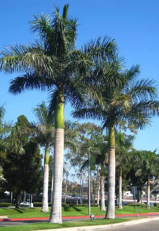 Download Pic Of A Palm Tree Nomer 39