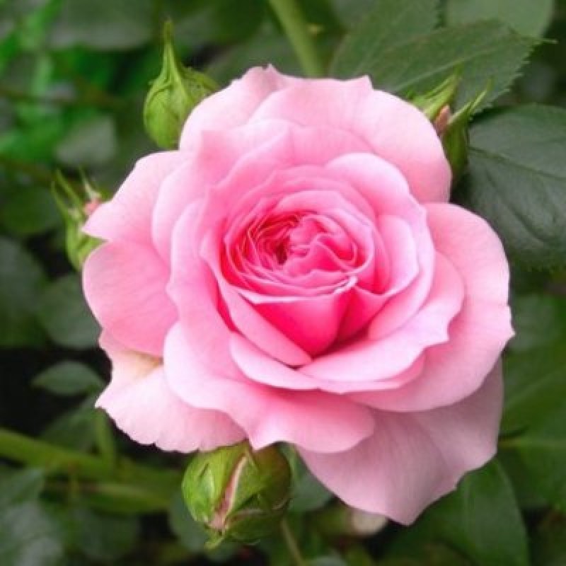 Detail Pic Of A Pink Rose Nomer 57
