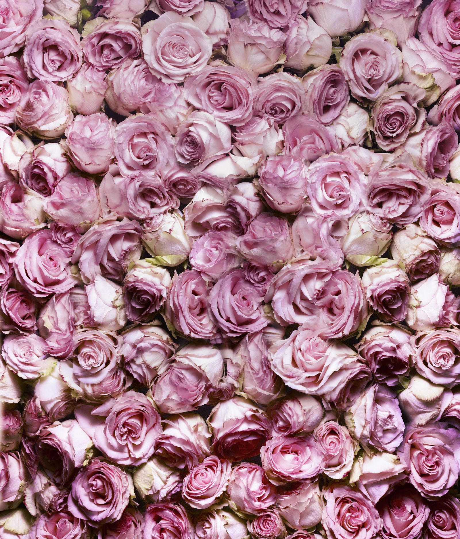 Detail Pic Of A Pink Rose Nomer 59