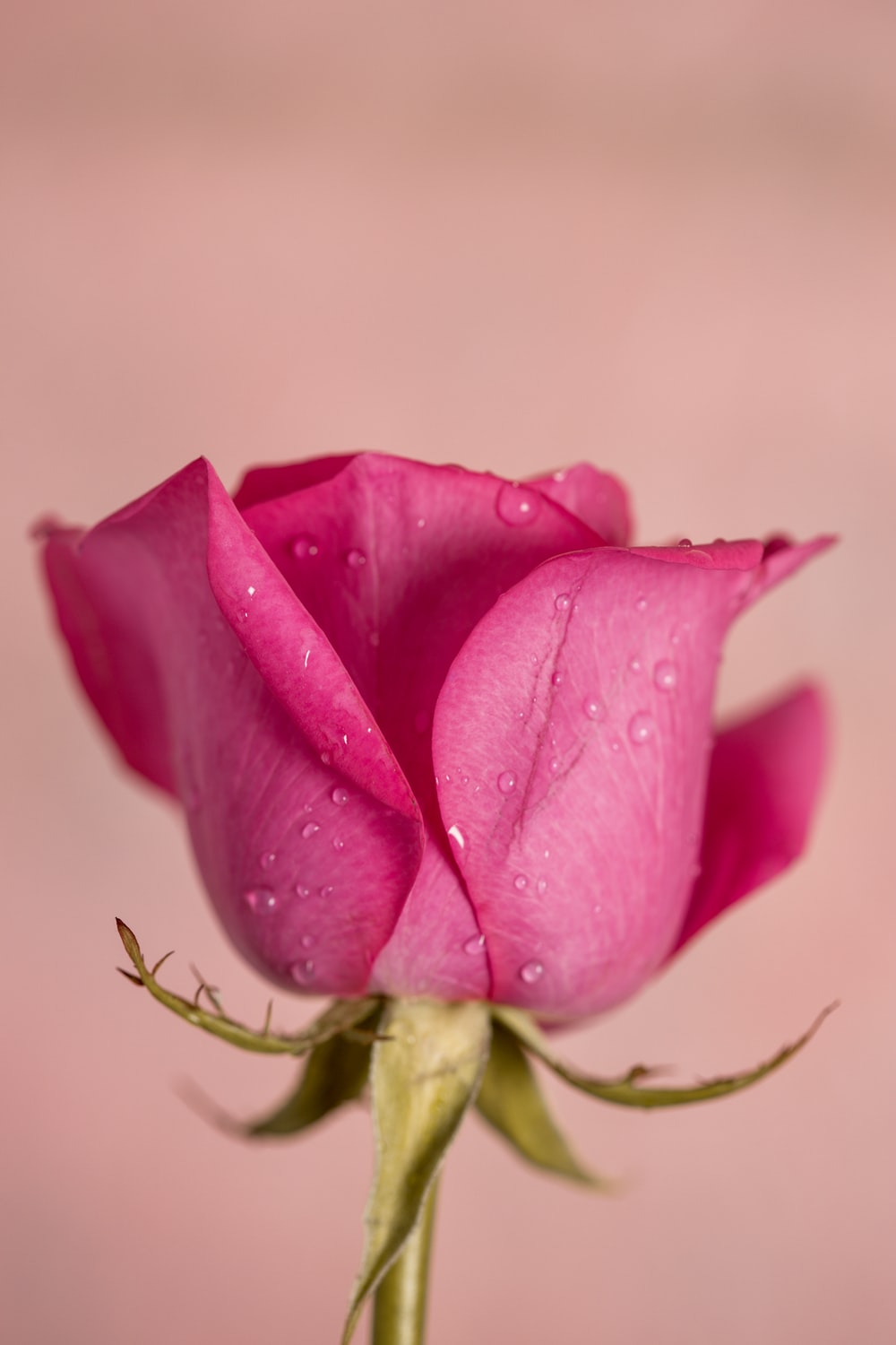 Detail Pic Of A Pink Rose Nomer 9