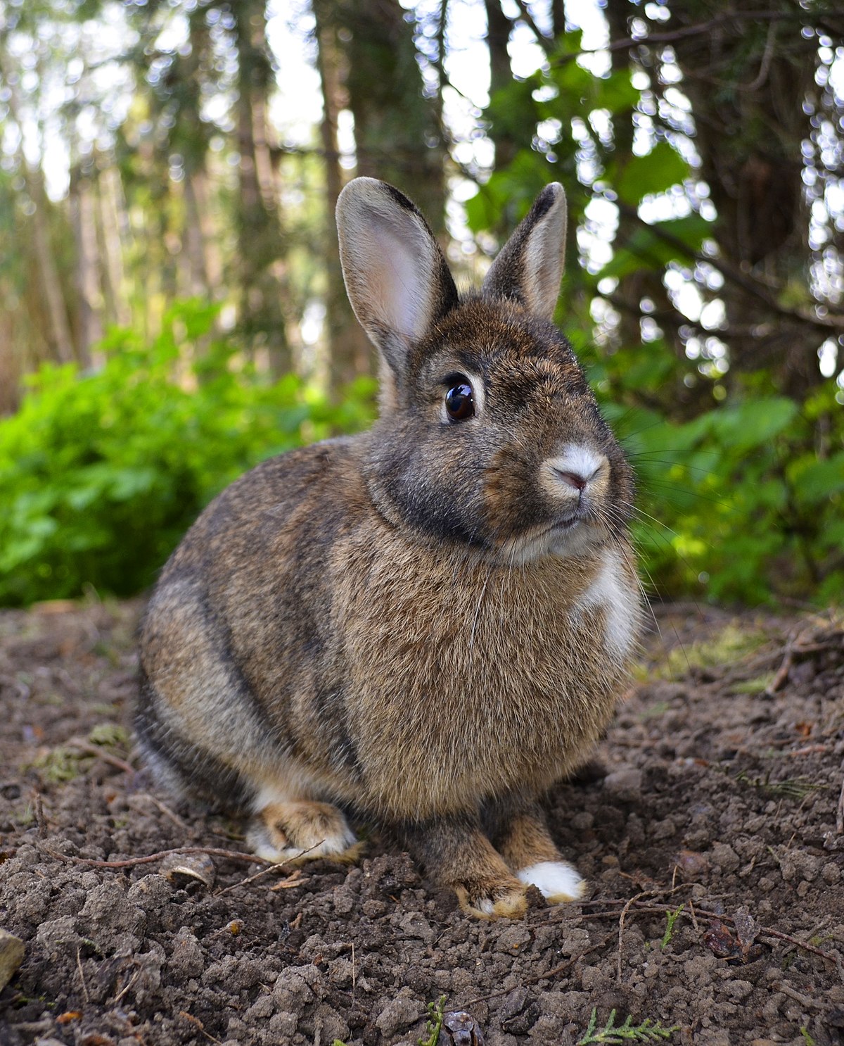 Detail Pic Of A Rabbit Nomer 3