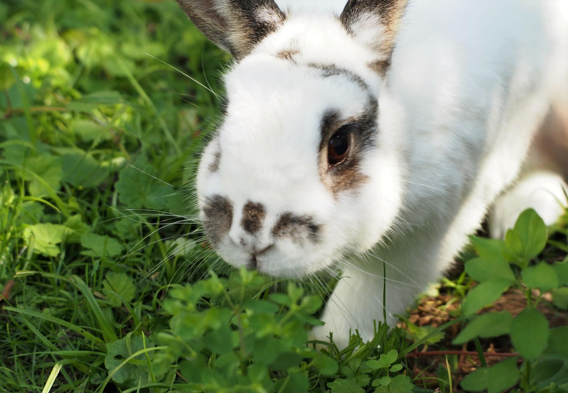 Detail Pic Of A Rabbit Nomer 10