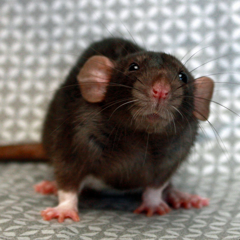 Detail Pic Of A Rat Nomer 12