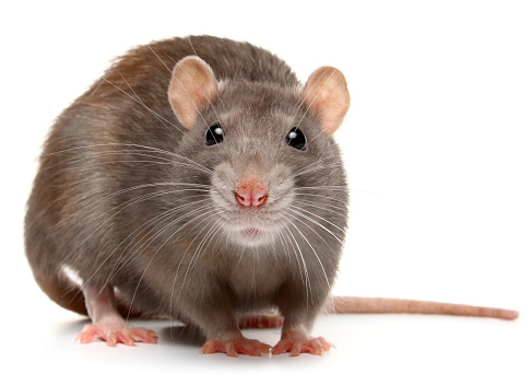 Detail Pic Of A Rat Nomer 4