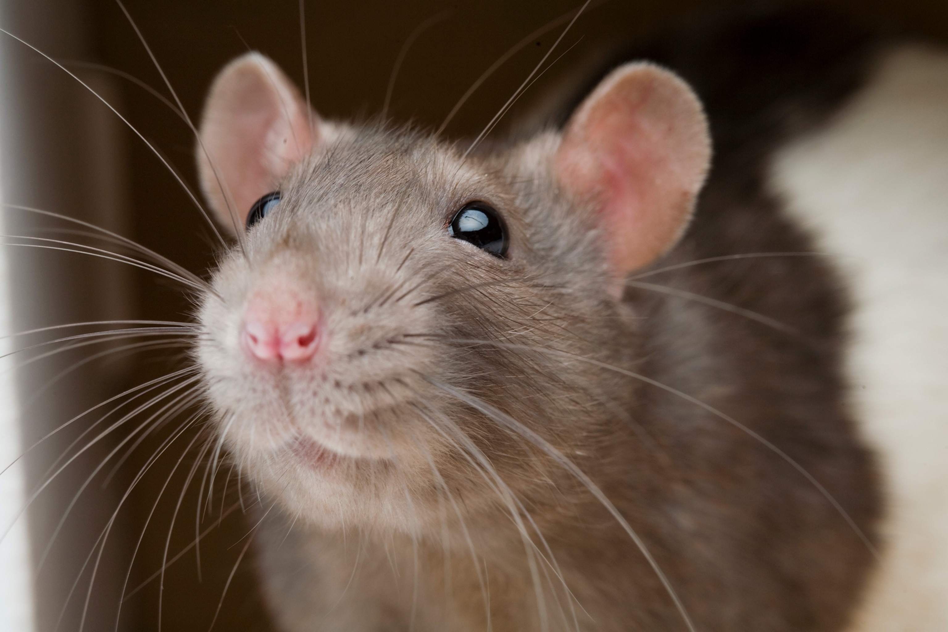 Detail Pic Of A Rat Nomer 6