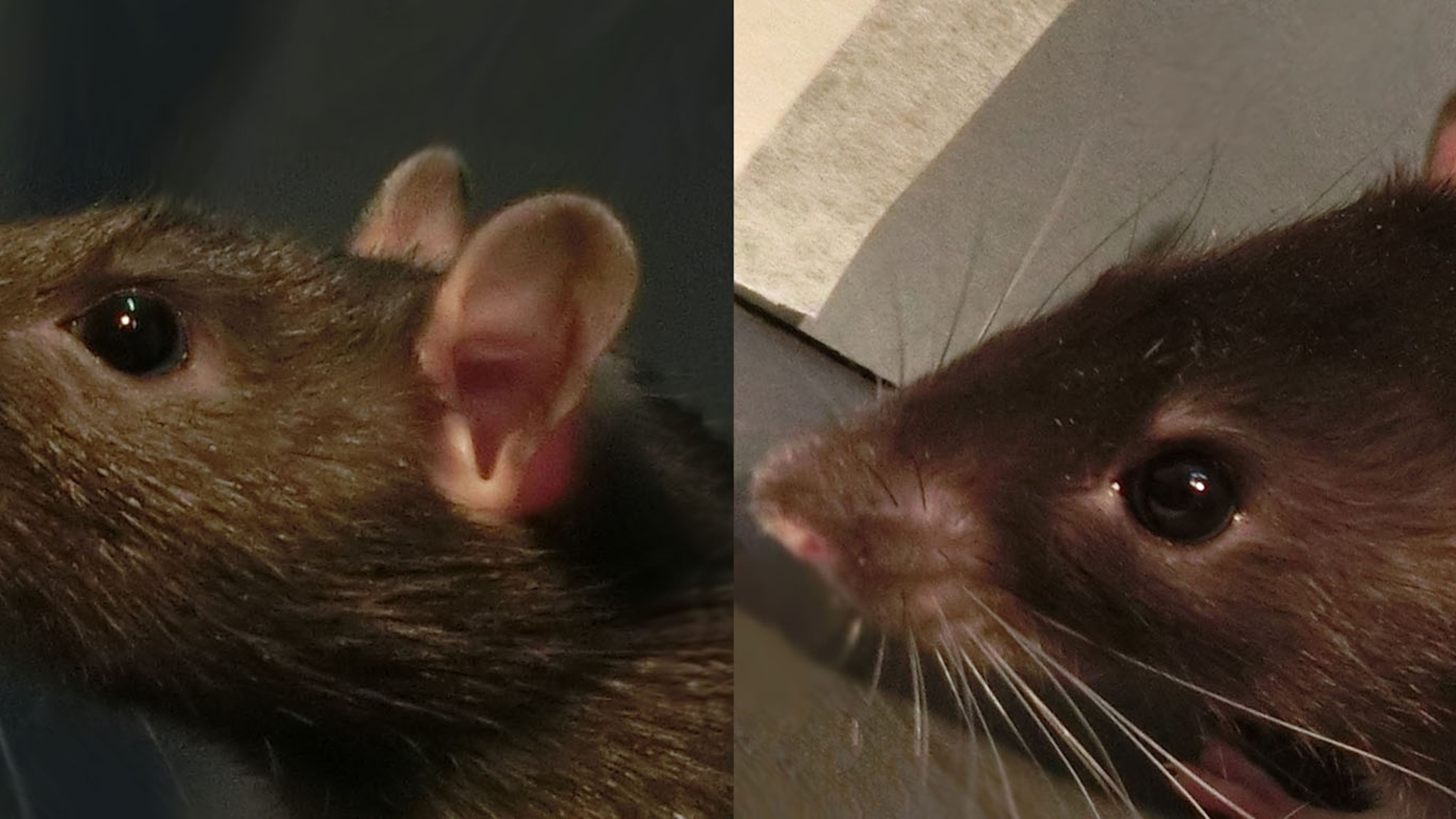 Detail Pic Of A Rat Nomer 55