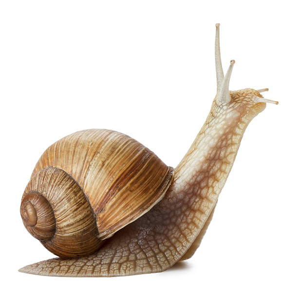 Detail Pic Of A Snail Nomer 11