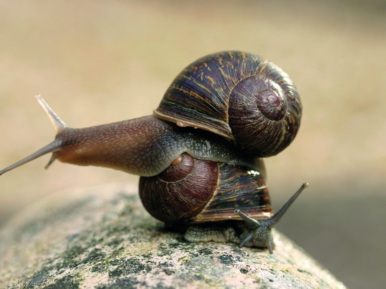 Detail Pic Of A Snail Nomer 13