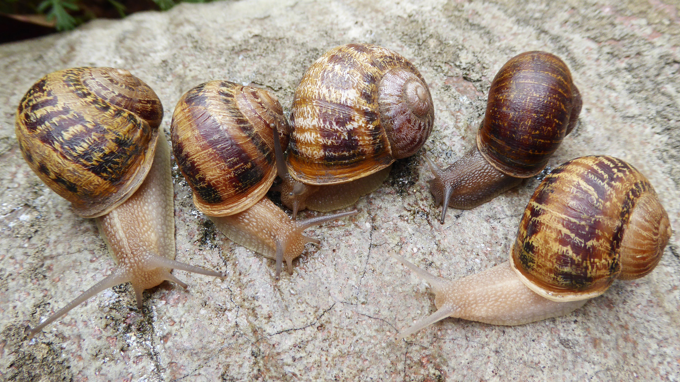 Detail Pic Of A Snail Nomer 14
