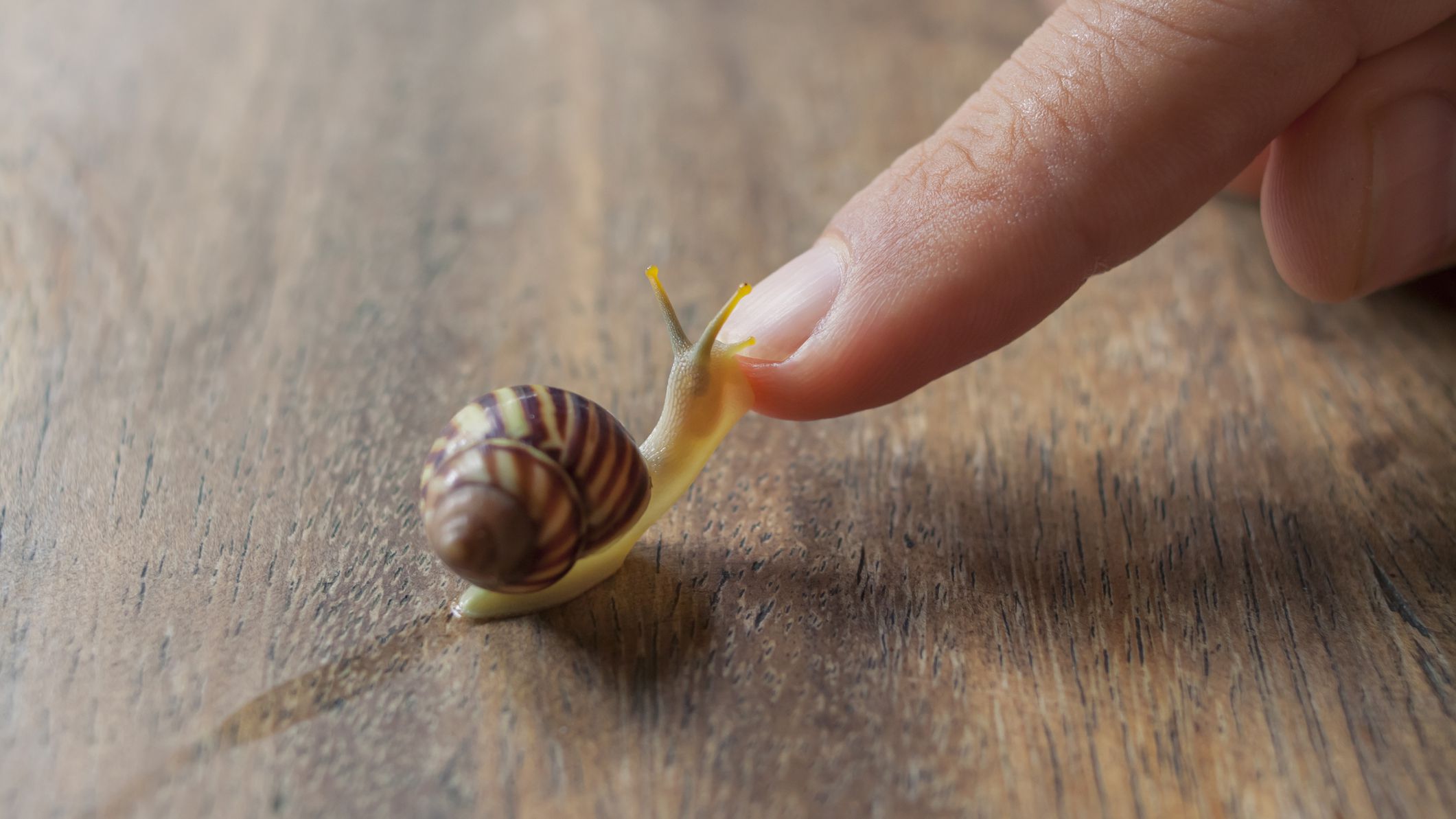 Detail Pic Of A Snail Nomer 15