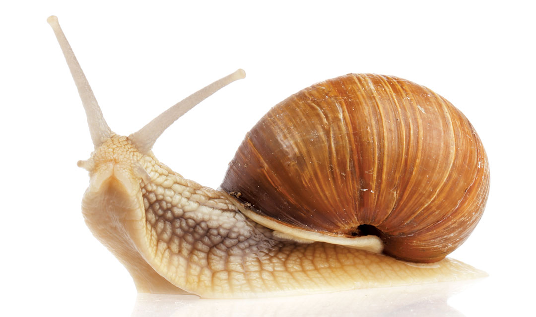 Detail Pic Of A Snail Nomer 16