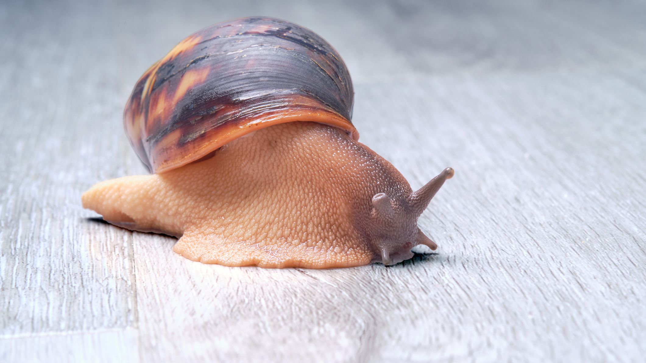 Detail Pic Of A Snail Nomer 17
