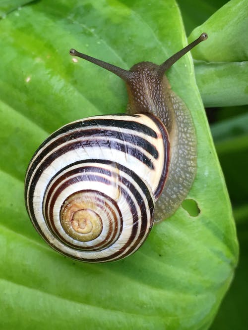 Detail Pic Of A Snail Nomer 19
