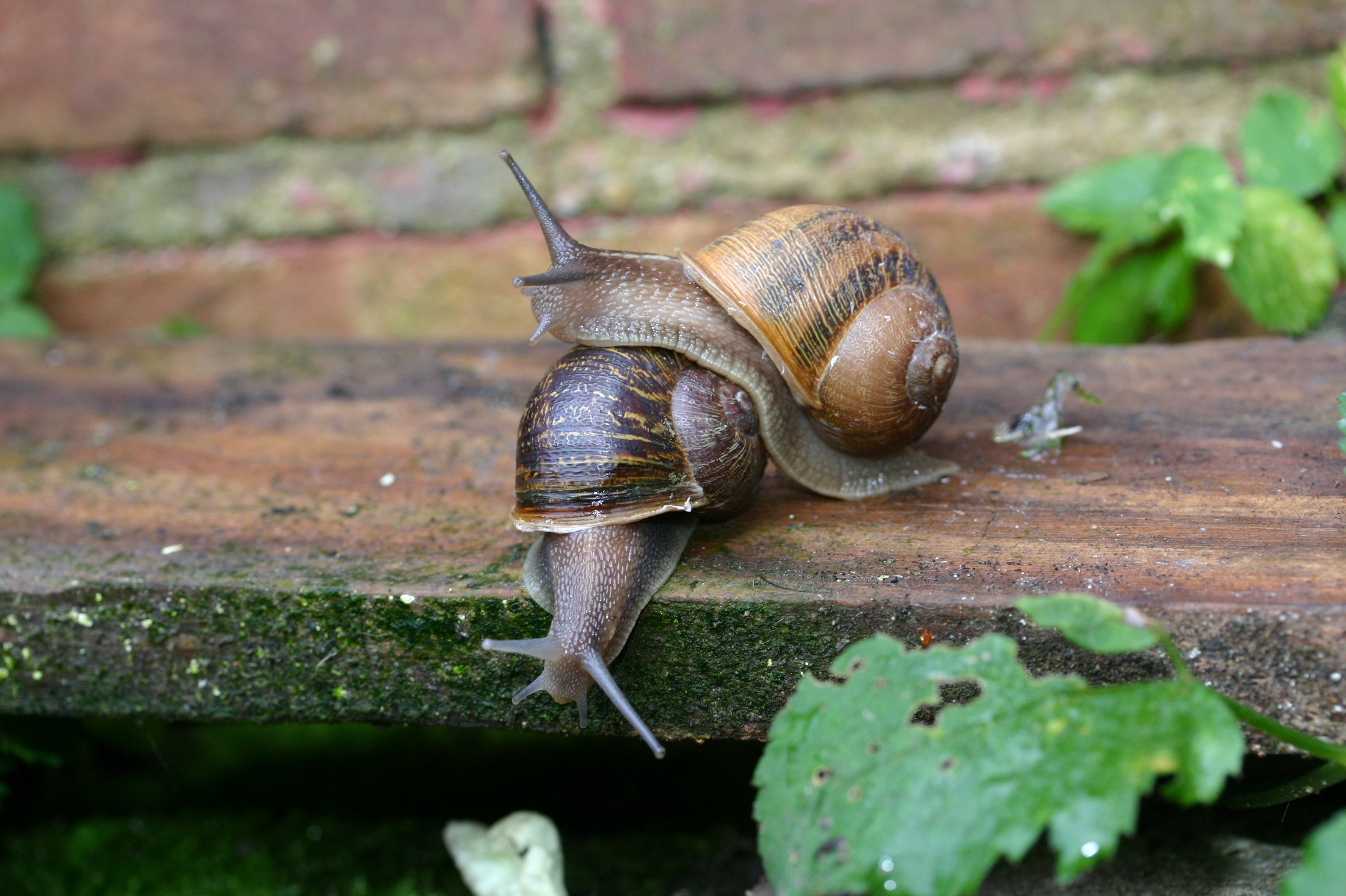 Detail Pic Of A Snail Nomer 23