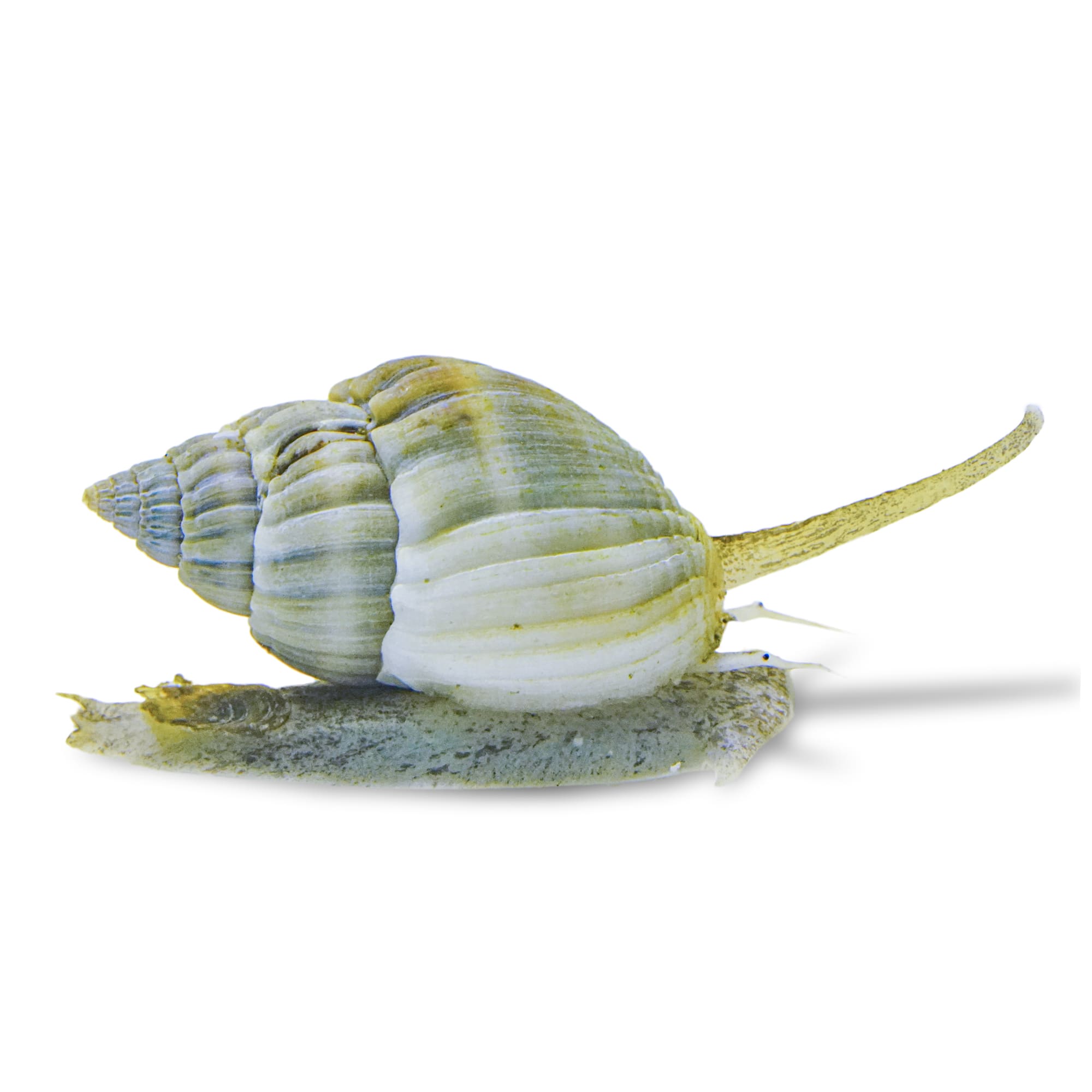 Detail Pic Of A Snail Nomer 24