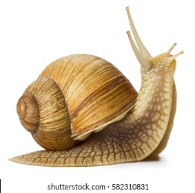 Detail Pic Of A Snail Nomer 26