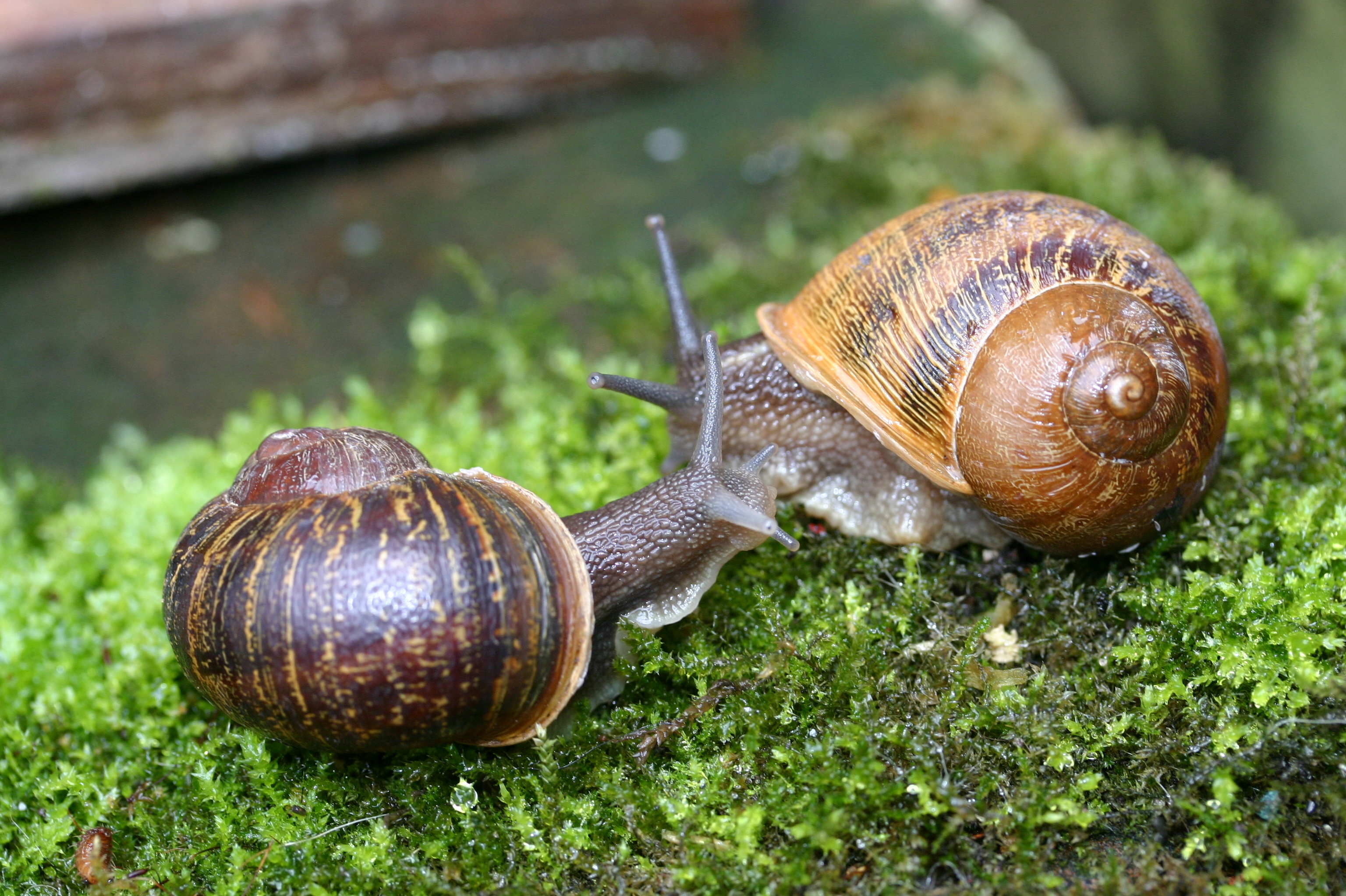 Detail Pic Of A Snail Nomer 27