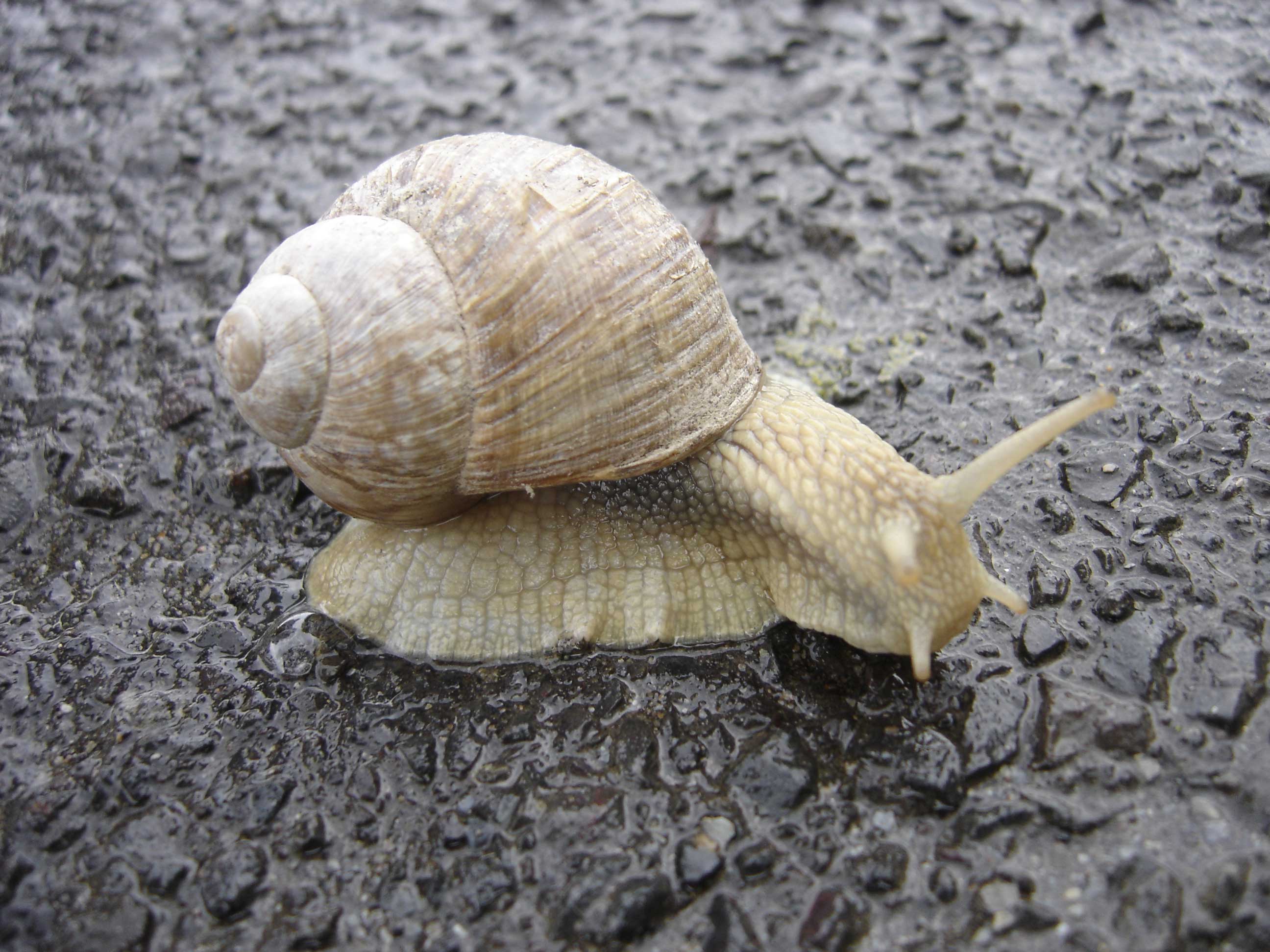Detail Pic Of A Snail Nomer 4