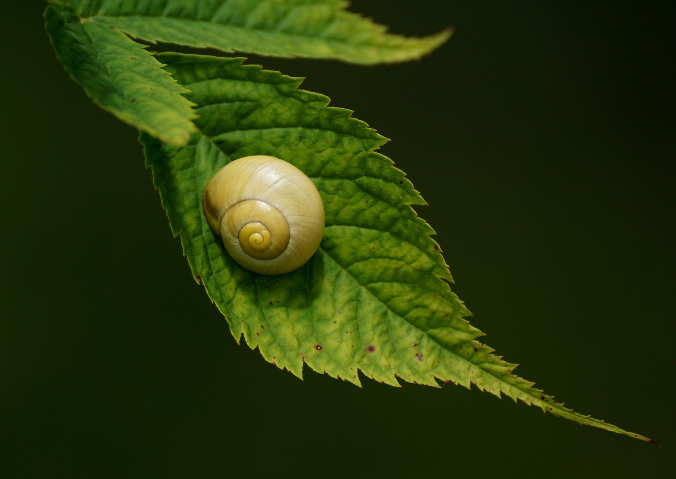 Detail Pic Of A Snail Nomer 31