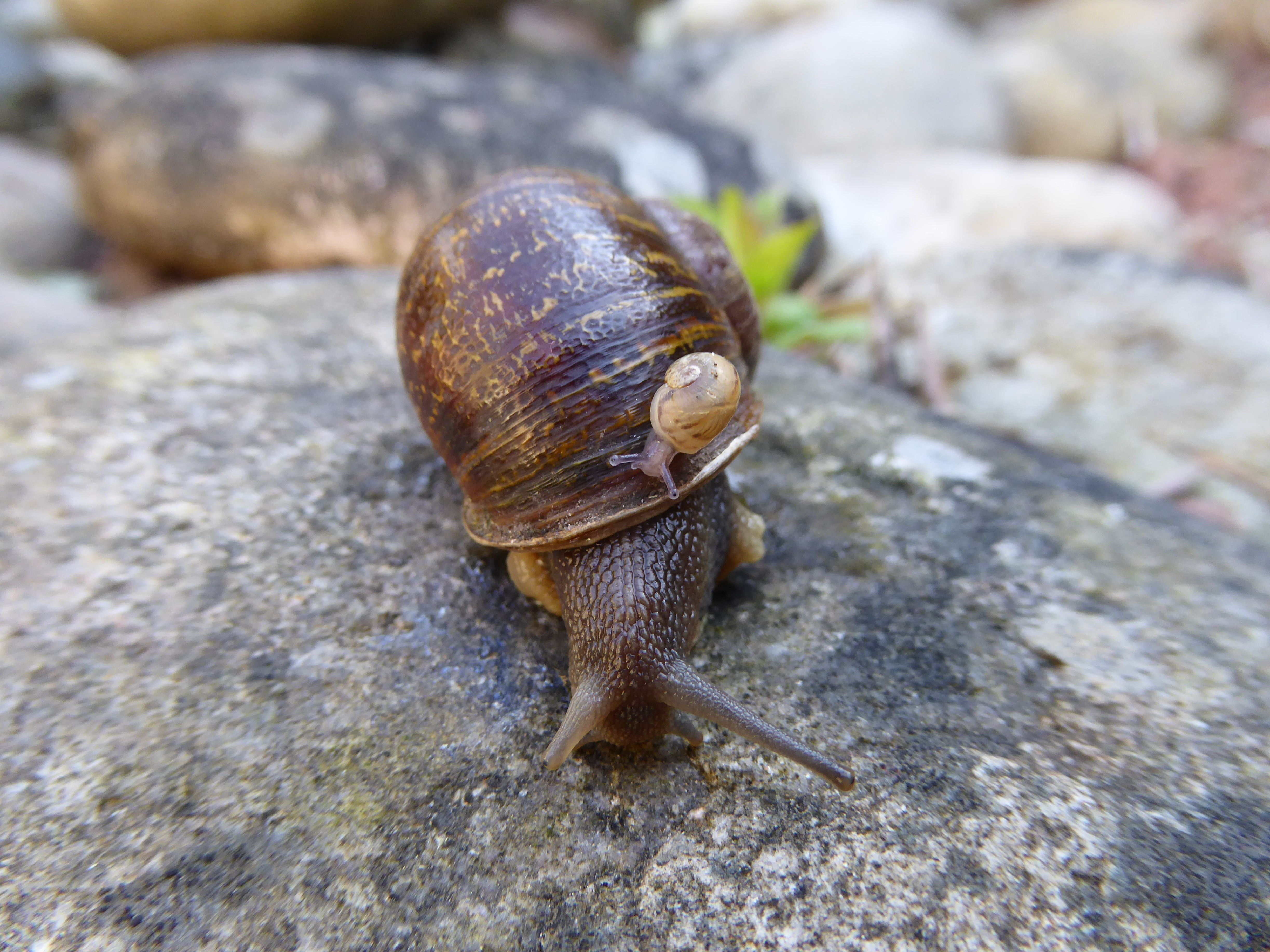 Detail Pic Of A Snail Nomer 32