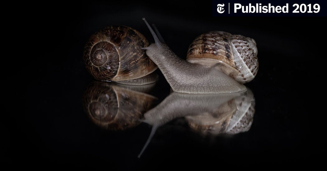 Detail Pic Of A Snail Nomer 33