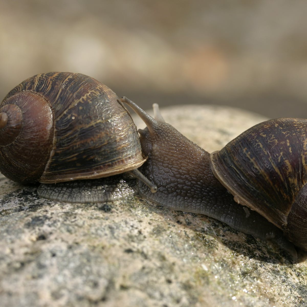 Detail Pic Of A Snail Nomer 34