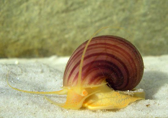 Detail Pic Of A Snail Nomer 35